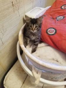 Kittens available - Photo 3
