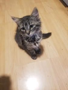 Kittens available - Photo 4