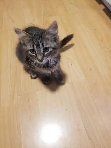Kittens available - Photo 5
