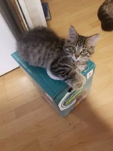 Kittens available - Photo 6