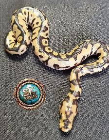 Clown Ball Pythons - Photo 3