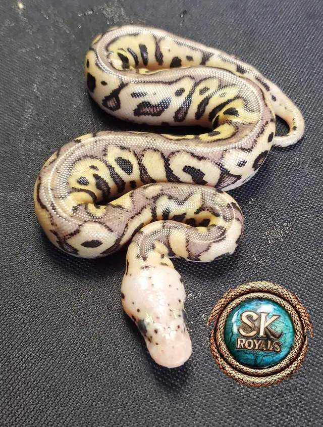 Clown Ball Pythons