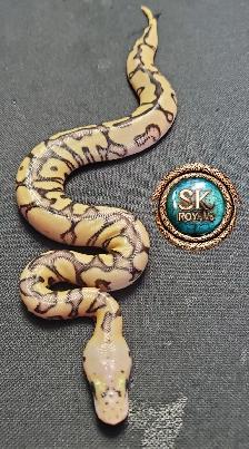 Clown Ball Pythons