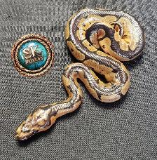 Clown Ball Pythons - Photo 6