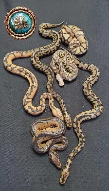 Clown Ball Pythons - Photo 7