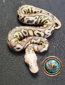 Clown Ball Pythons