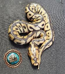 Clown Ball Pythons - Photo 3