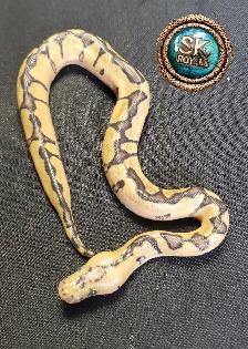 Clown Ball Pythons - Photo 5
