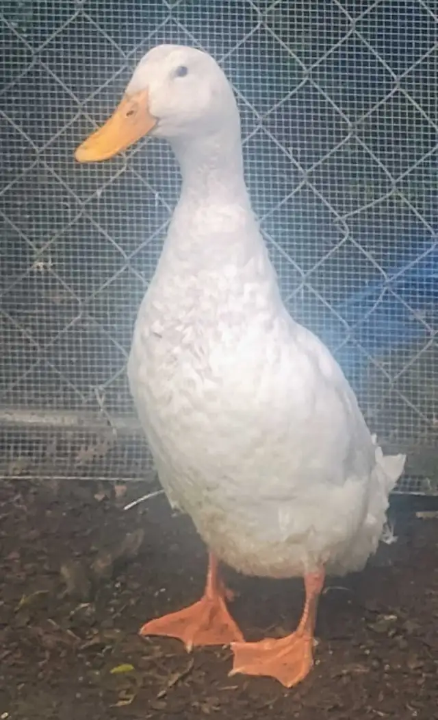 free duck