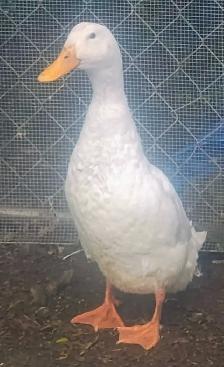 free duck