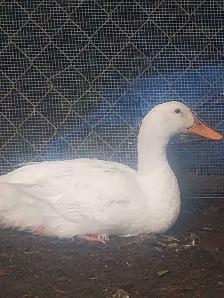 free duck - Photo 2