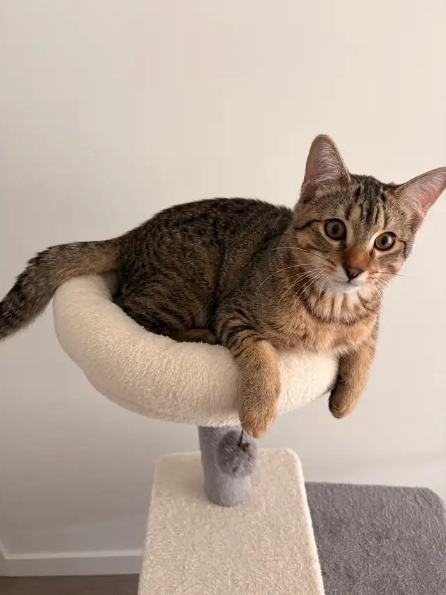 kitten for rehomeing