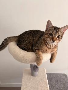 kitten for rehomeing
