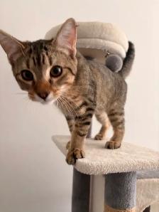 kitten for rehomeing - Photo 2
