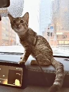 kitten for rehomeing - Photo 3