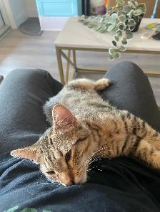kitten for rehomeing - Photo 4