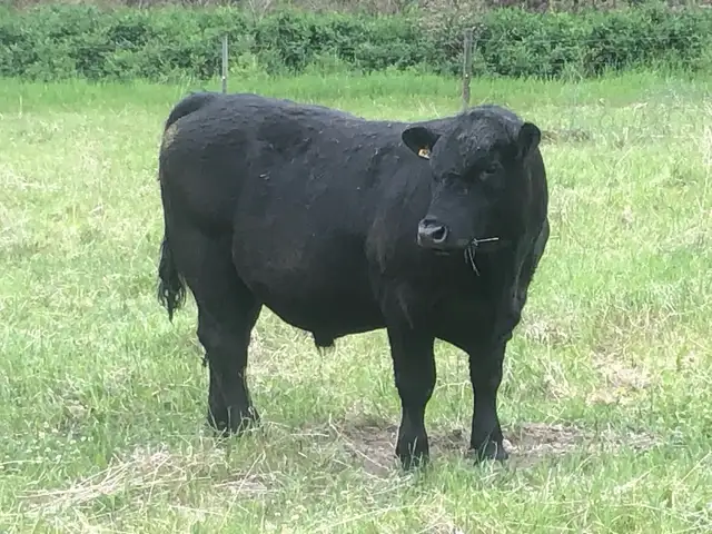 Young bull