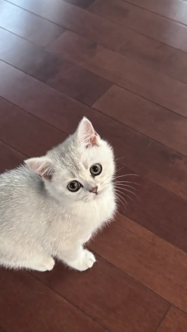 Girl- Registered Purebreed Scottish shorthair: silver shade
