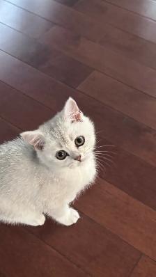 Girl- Registered Purebreed Scottish shorthair: silver shade