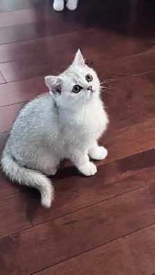 Girl- Registered Purebreed Scottish shorthair: silver shade - Photo 3