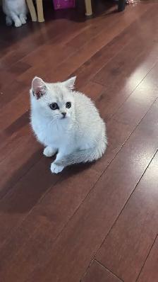 Girl- Registered Purebreed Scottish shorthair: silver shade - Photo 4