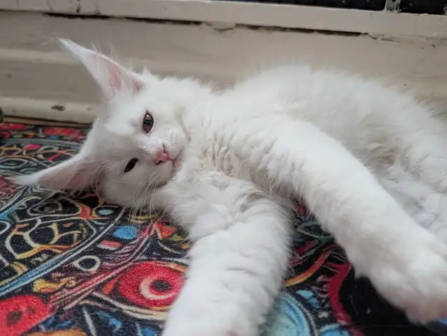 Maine Coon prêt pour adoption