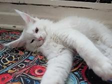 Maine Coon prêt pour adoption