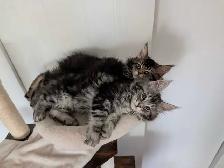 Maine Coon prêt pour adoption - Photo 2