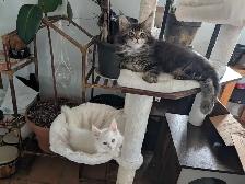 Maine Coon prêt pour adoption - Photo 3