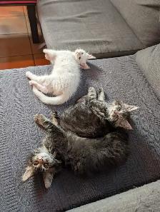 Maine Coon prêt pour adoption - Photo 4
