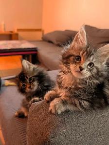 Maine Coon prêt pour adoption - Photo 6