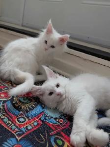 Maine Coon prêt pour adoption - Photo 7