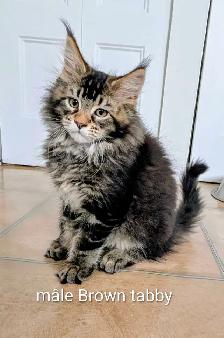 Maine Coon prêt pour adoption - Photo 8