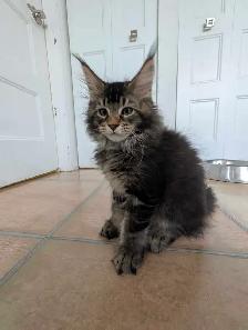 Maine Coon prêt pour adoption - Photo 9