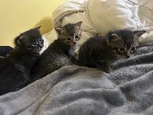 BENGAL KITTENS!! (SALE)