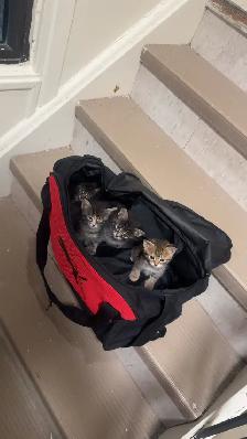 BENGAL KITTENS!! (SALE) - Photo 2