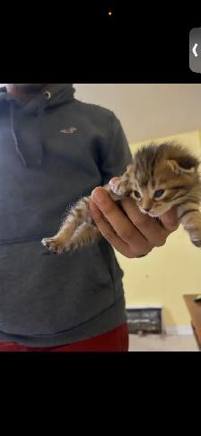 BENGAL KITTENS!! (SALE) - Photo 3