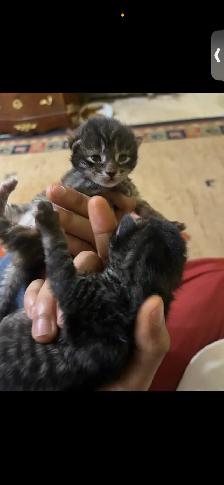 BENGAL KITTENS!! (SALE) - Photo 4