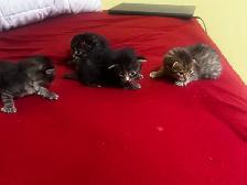 BENGAL KITTENS!! (SALE) - Photo 5