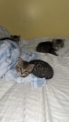 BENGAL KITTENS!! (SALE) - Photo 6