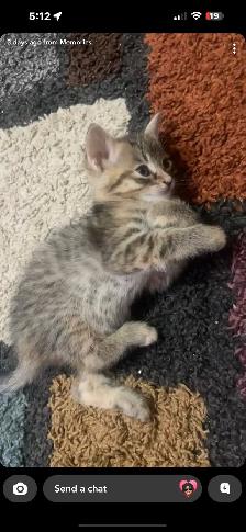 BENGAL KITTENS!! (SALE) - Photo 7