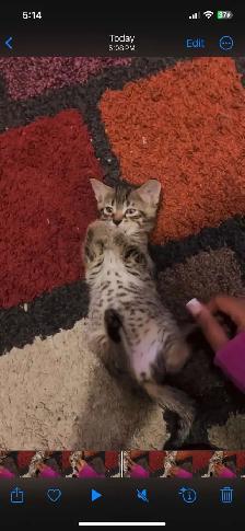BENGAL KITTENS!! (SALE) - Photo 8