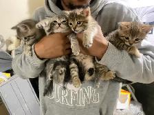 BENGAL KITTENS!! (SALE) - Photo 9