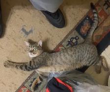 BENGAL KITTENS!! (SALE) - Photo 10