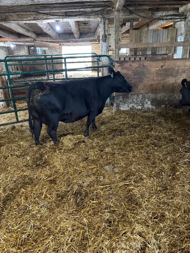 lowline angus cow calf pairs