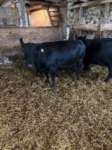 lowline angus cow calf pairs - Photo 2