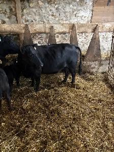 lowline angus cow calf pairs - Photo 3