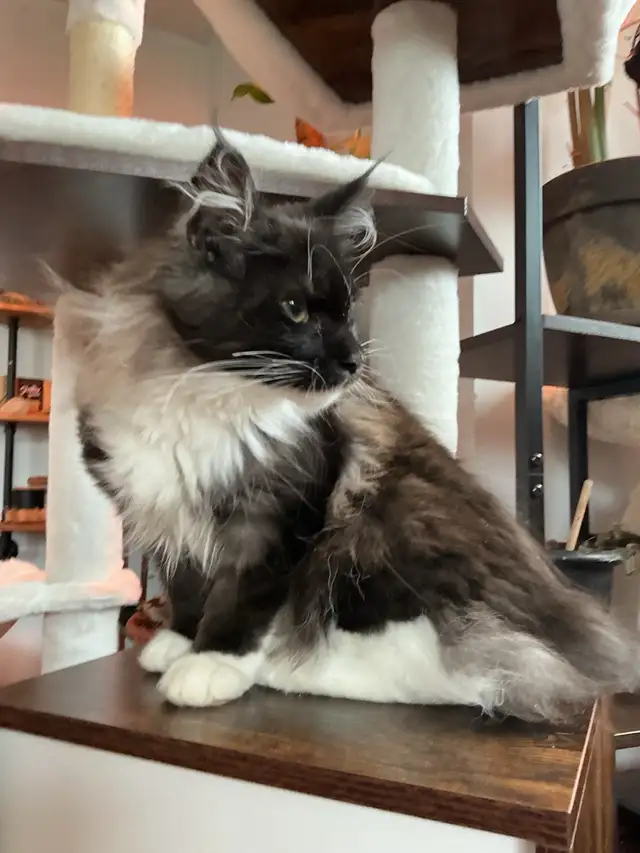 Maine coon femelle