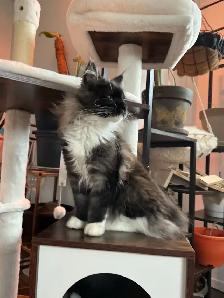 Maine coon femelle - Photo 2