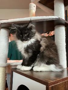 Maine coon femelle - Photo 3